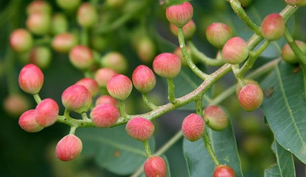 موسوعة التراث الفلسطيني | الفستق البري (البطـم)